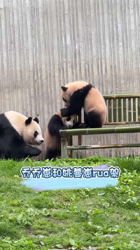乔太后：你们都住手，给我回家去！