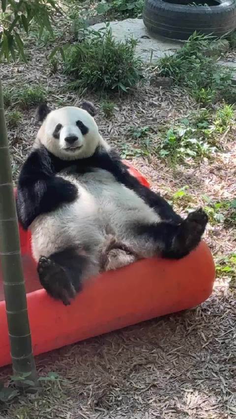 这就是奔驰大小姐坐奔驰的姿态 CR：奶爸账号