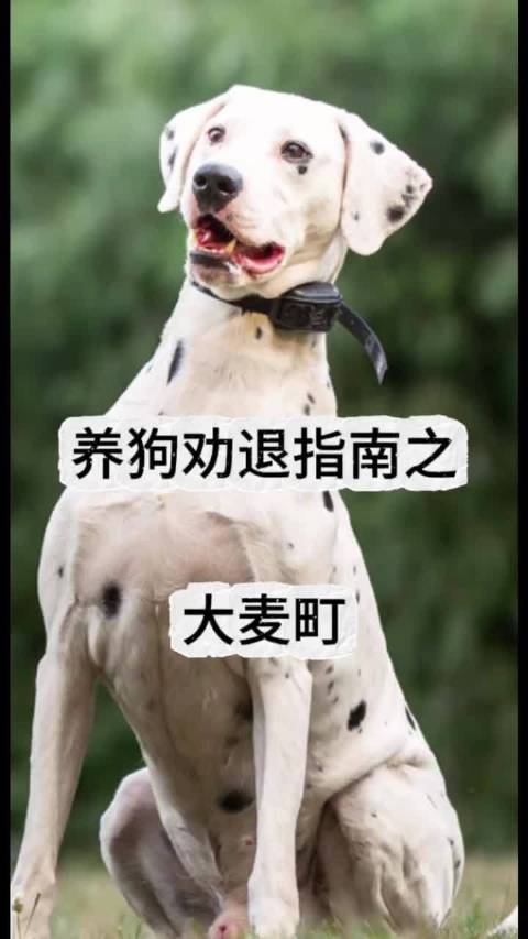 斑点狗海豹隔玻璃互动引围观，水族馆变解压馆