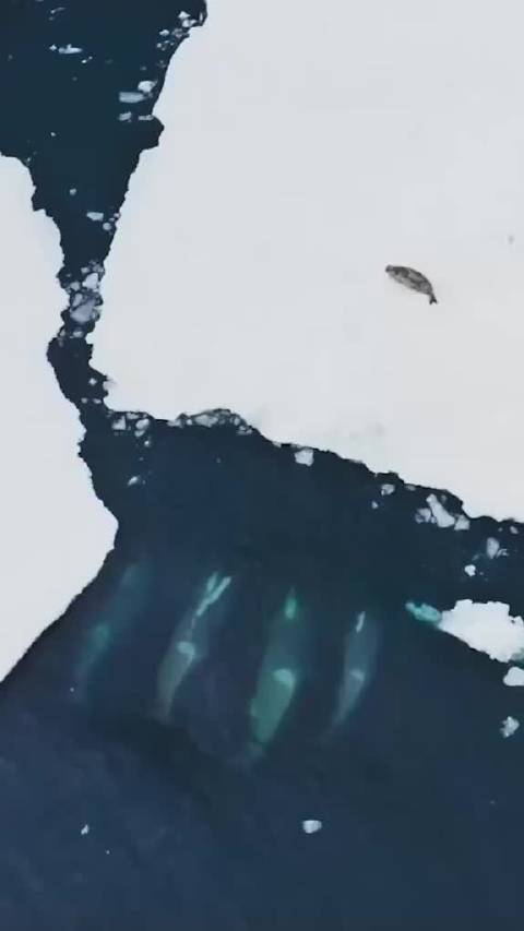 南极虎鲸团队协作猎杀浮冰海豹