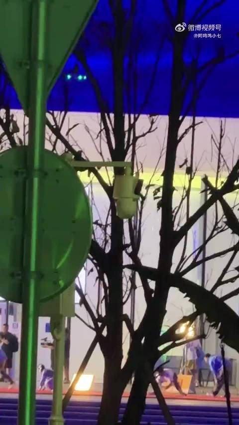 bl白鹿宁安如梦 bl白鹿姜雪宁 愿你平安