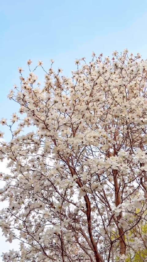 梨园主题公园春色满园，万物复苏生机盎然