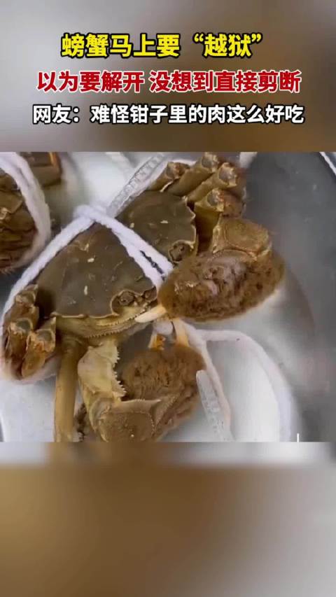 螃蟹马上要“越狱”，以为要解开，没想到直接剪断