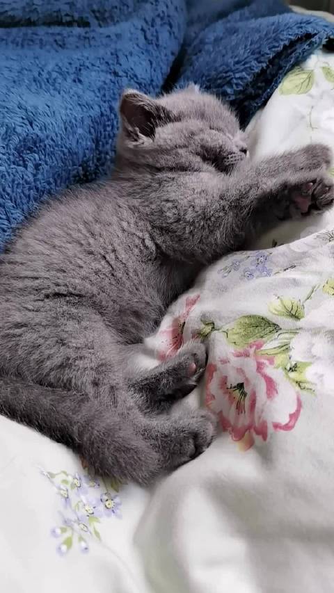 叽里咕噜开摩托呢