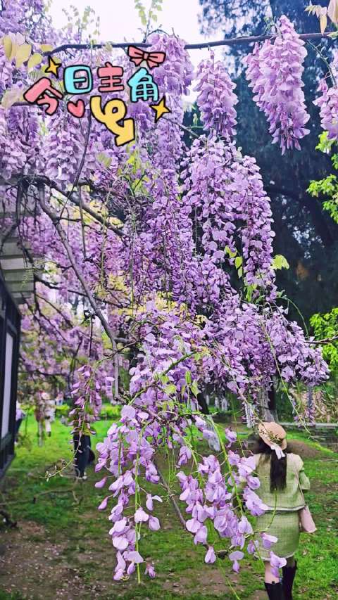 宗璞《紫藤萝瀑布》描绘紫藤花抚慰心灵