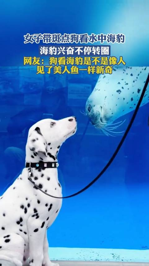 斑点狗海豹认亲现场