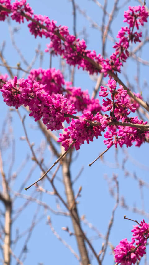 春风里派对描绘春日气息，印先生记录自然生机