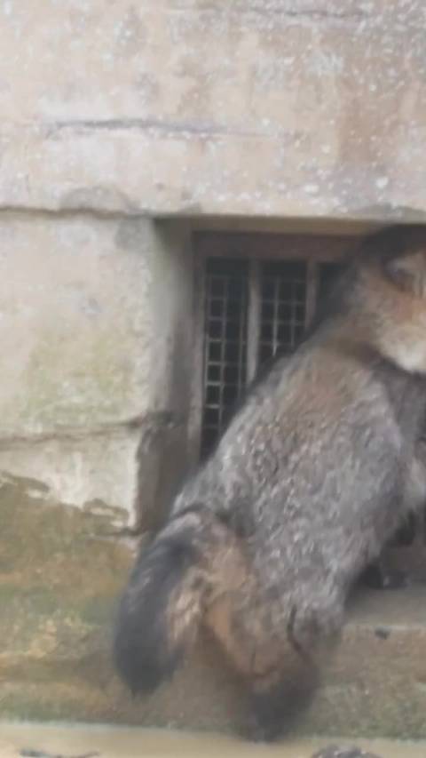 伙食太差，还经常不及时送，准备越狱啦！ 来自twi