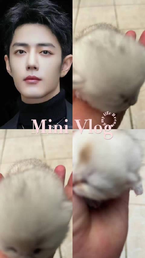 肖战喜欢的大脸银渐成猫来了肖战