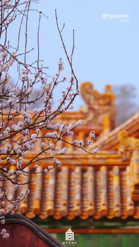 周深歌声伴紫禁城粉杏如霞