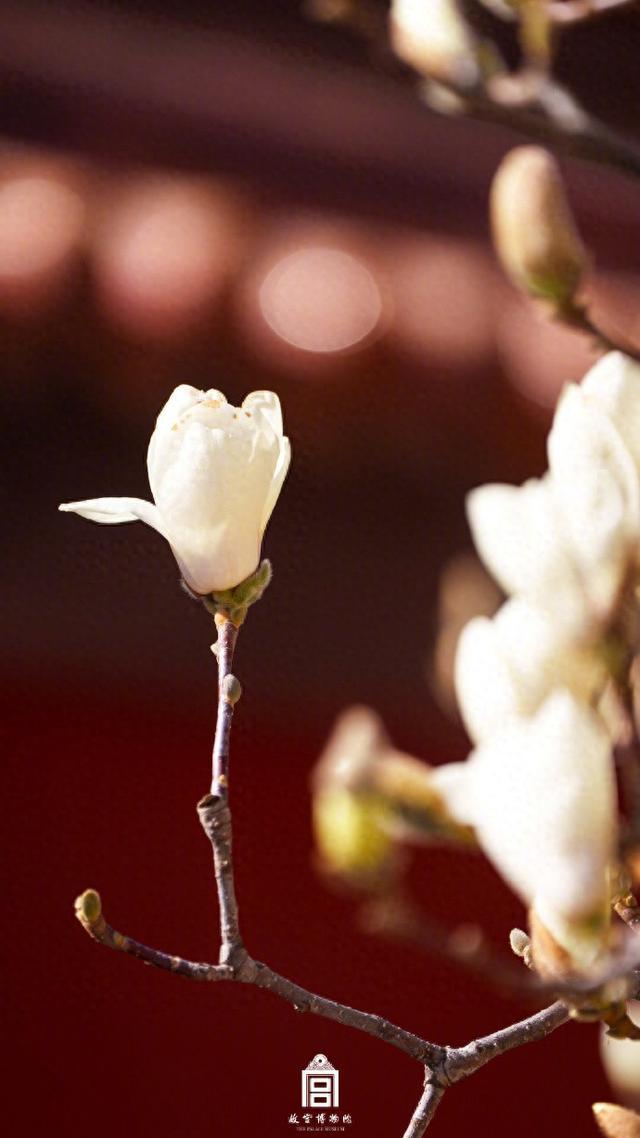 春日故宫玉兰壁纸上新宁静雅致~