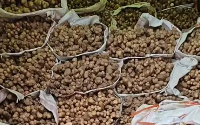 货车司机注意:拉山药苗走绿通被拒,附最新2026绿通目录表