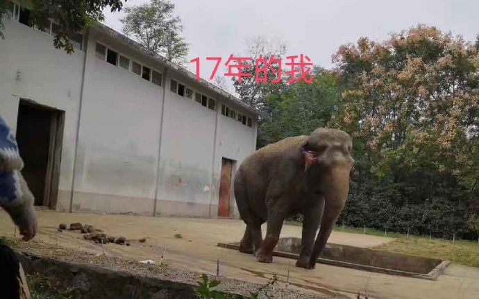 合肥一动物园大象瘦成皮包骨?园方回应:每天喂足饲料