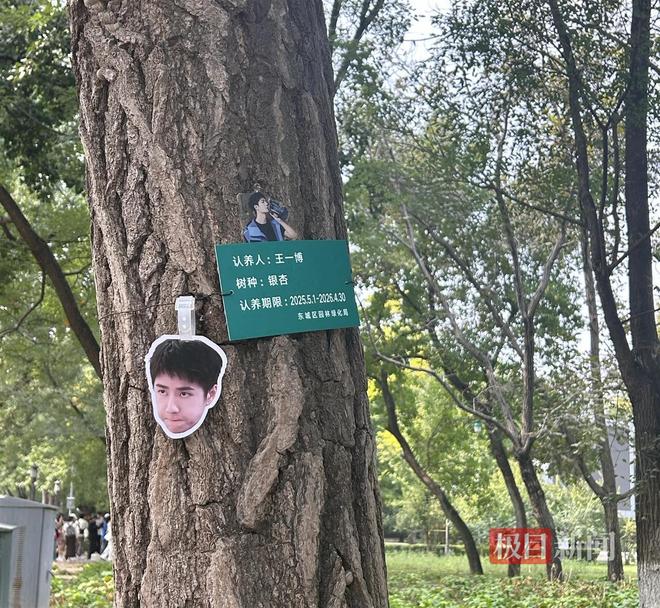 地坛公园多棵树木被王一博、周深、时代少年团等“认养”,有外地粉丝专门来打卡