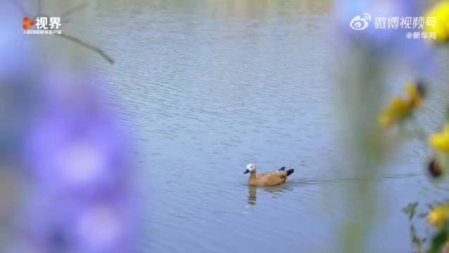 南京植物园繁花盛开周深献唱春日美景