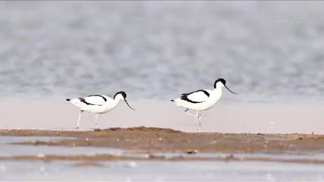 呼和浩特海流水库迎北归候鸟，周深歌声伴春日治愈画面