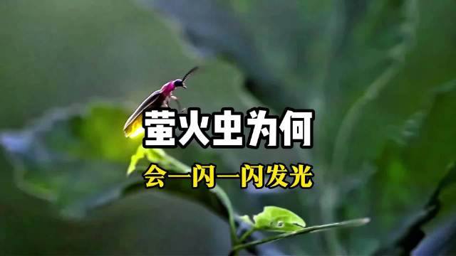 萤火虫为什么能一闪一闪发光？答案如此神奇 ！