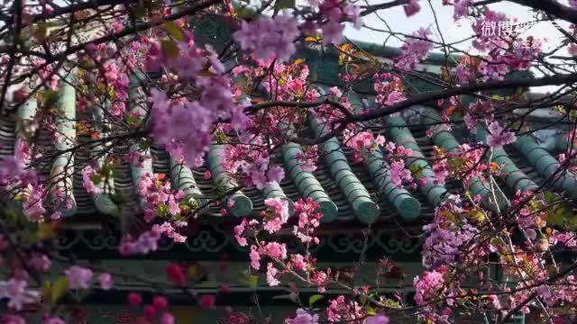 昆明庾园海棠盛开，粉红花雨落满古亭