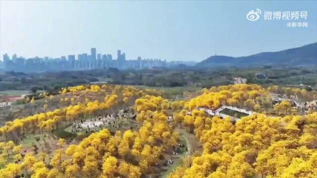 魏大勋新歌与南宁花海共舞，黄花风铃三角梅共迎春