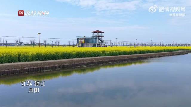 丹阳百亩油菜花盛放，金色海洋引蜂蝶翩跹