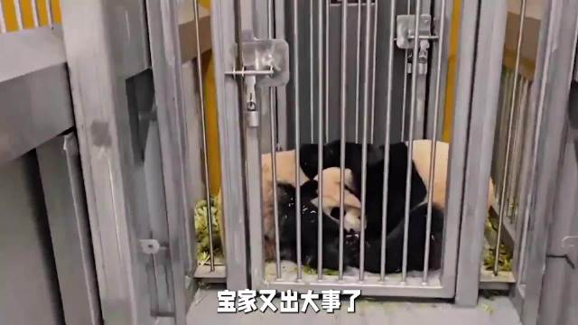 宋爷爷手作原木摩托赠睿宝辉宝，爱宝园区玩耍乐不思蜀