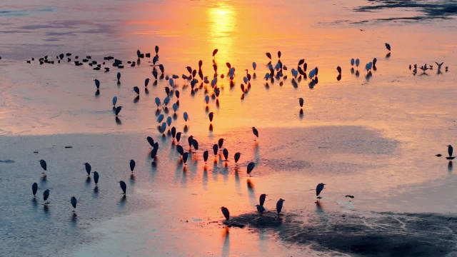 好灵动！冰雪消融处万羽踏歌还