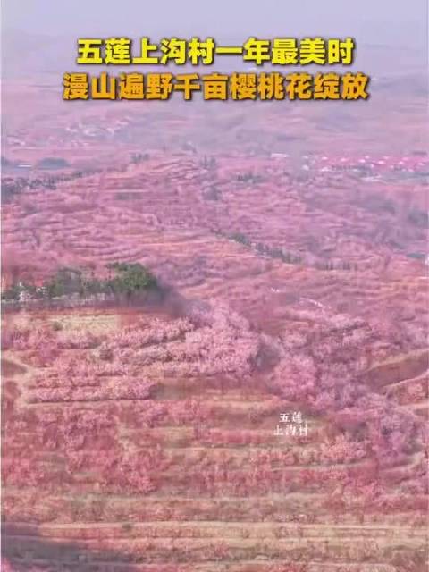 山东日照千亩樱桃花开如粉霞