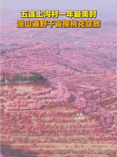 漫山遍野千亩樱桃花开好惊艳