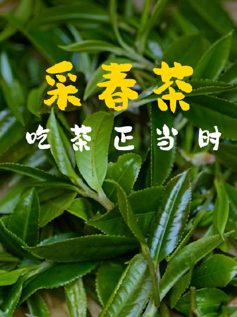 春山野茶苏醒，铁锅淬炼碧色魂魄