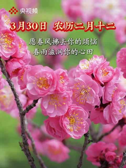 用春日繁花打开新一周
