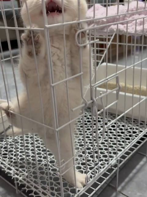 小猫到家第一天，只想越狱