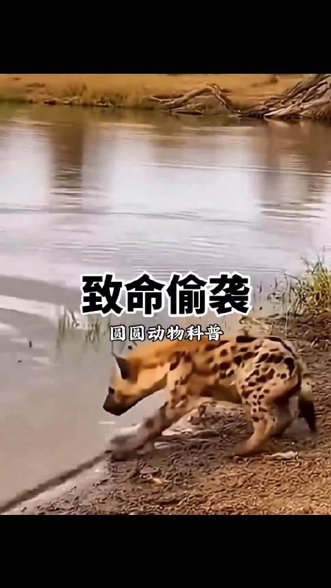 鳄鱼偷袭有多恐怖？猎豹秒没，大象反杀，结局太意外 动物世界 野外生存