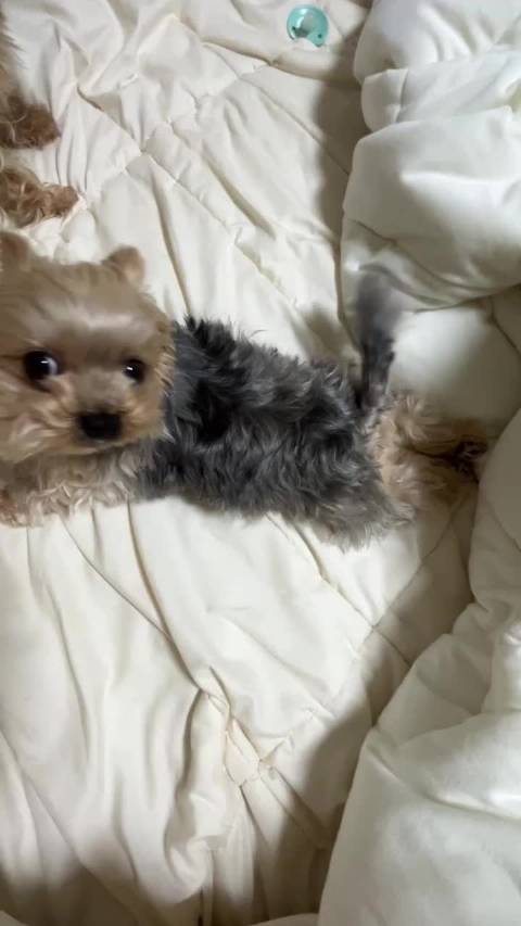海豹小狗
