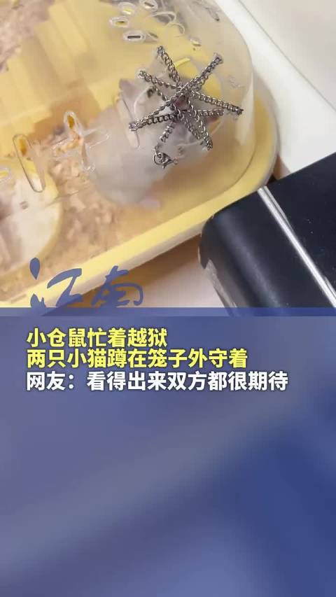 河北小仓鼠越狱遇猫咪蹲守