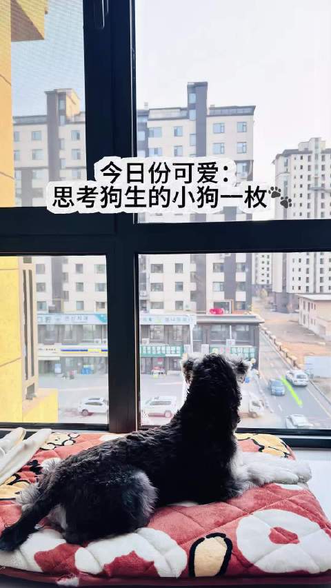 雪纳瑞雷神窗台发呆似小老头