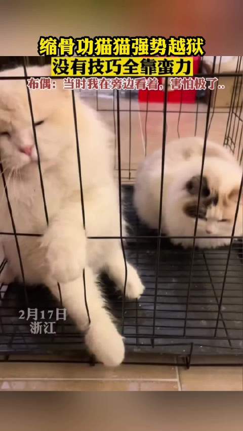 缩骨功猫猫强势越狱！没有技巧全靠蛮力，布偶：当时我在旁边看着，害怕极了