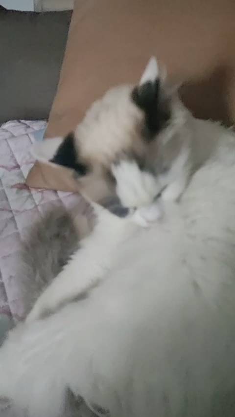 好喜欢这只喵，你喜欢吗@萌萌本人啦 @被牛撞了个满怀 @猫喵大鱼 @金莎