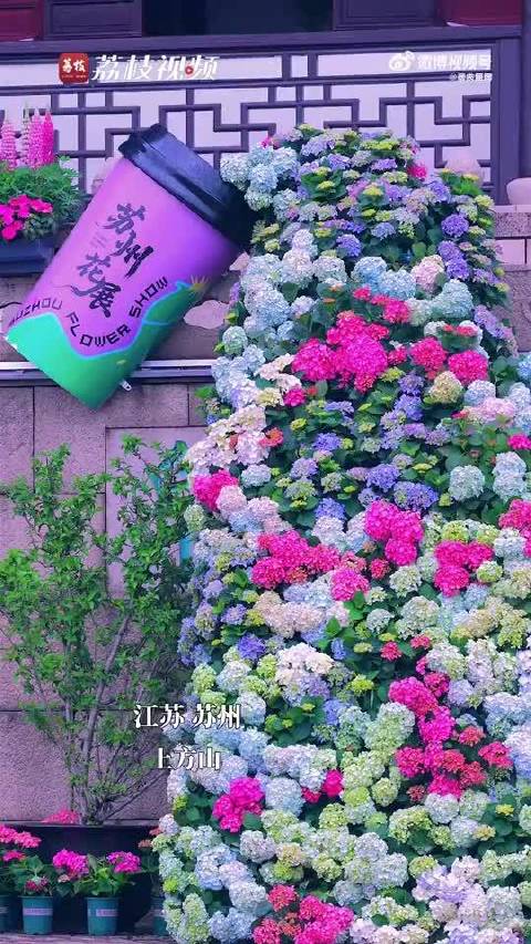 苏州上方山花期如画，王一博歌声伴游花海