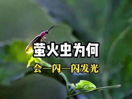 萤火虫为何会忽明忽暗地亮起？背后的奥秘令人惊叹！