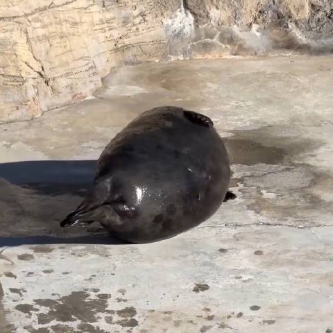 圆滚滚的球形海豹