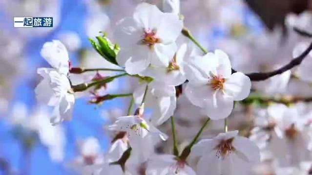 西安长安区樱花绽放，马嘉祺邀赏春日田园