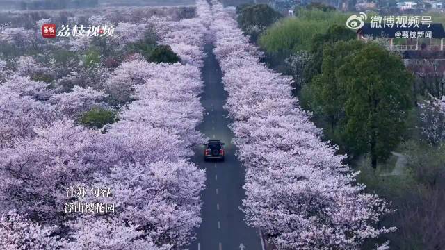 江苏浮山樱园樱花盛放如云似霞