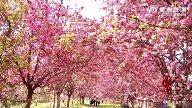 山东菏泽万亩海棠盛放，魏大勋献唱春日美景