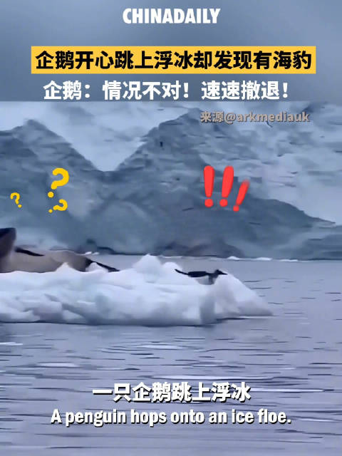 企鹅跳上浮冰发现海豹后战术撤退