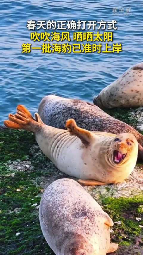 山东长岛迎来首批西太平洋斑海豹上岸休憩
