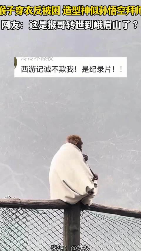 猴子竟然开始自己找衣服穿了？网友：86版《西游记》的含金量还在上升