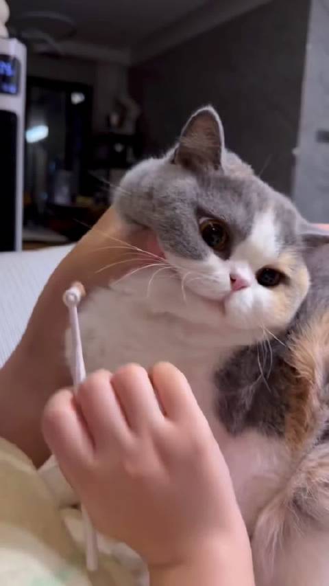 被小猫家长魔性的笑声吸引了！