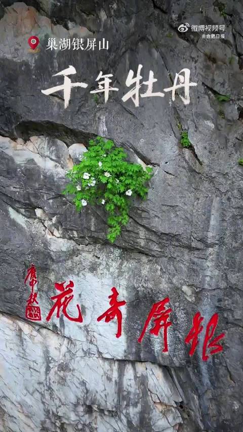 看完这组图直奔合肥