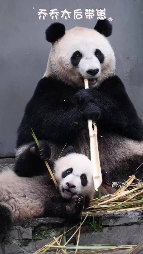 乔乔吃饭，姚小八和各位姨姨说：这是我的漂亮妈妈 cr.猫子福