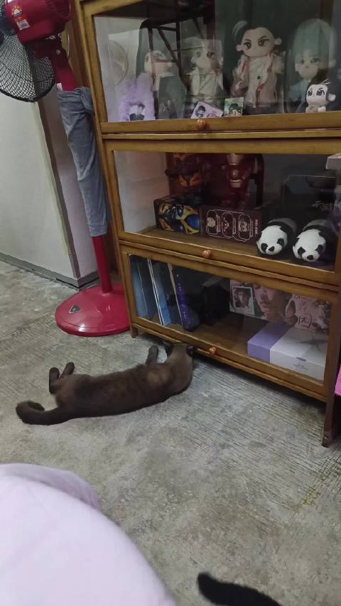 罗云熙粉丝晒猫趣事，六只猫咪引关注